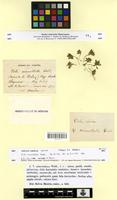 Isotype of Viola micranthella Wedd. [family VIOLACEAE]