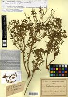 Isosyntype of Euphorbia variegata Deflers [family EUPHORBIACEAE]