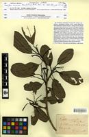 Type? of Passiflora ocanensis Planch. & Linden [family PASSIFLORACEAE]