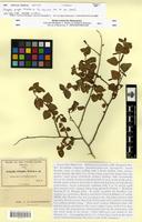 Isotype of Acalypha pringlei S.Watson [family EUPHORBIACEAE]