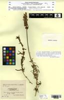 Isotype of Lavandula dentata L. f. pinnatolobulata Sennen [family LAMIACEAE]