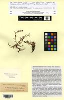 Isotype of Polygonum cedrorum Boiss. & Kotschy [family POLYGONACEAE]