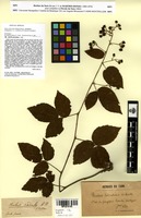 Lectotype of Rubus delicatulus Martrin-Donos [family ROSACEAE]