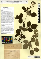 Syntype of Rubus vestitus Weihe subsp. pilifer Sudre [family ROSACEAE]