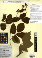Holotype of Rubus thyrsoideus Wimm. var. latifolius Sudre [family ROSACEAE]