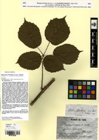 Lectotype of Rubus victoris Martrin-Donos [family ROSACEAE]