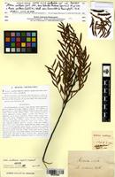 Isotype of Mimosa cochlearis Labill. [family FABACEAE]