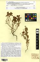 Type of Ononis curtipendula Sirjaev [family FABACEAE-PAPILIONOIDEAE]