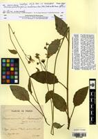 Isosyntype of Hieracium acuminatum Jord. var. lemassonianum Biau [family ASTERACEAE]