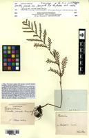 Isosyntype of Davallia pinnata Cav. [family PTERIDOPHYTA]