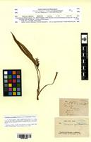 Isotype of Curcuma gracillima Gagnep. var. elatior Gagnep. [family ZINGIBERACEAE]