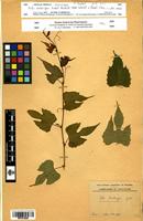 Isotype of Vitis embergeri Galet [family VITACEAE]