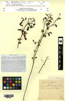 Isotype of Oxalis euphorbioides A.St.-Hil. [family OXALIDACEAE]
