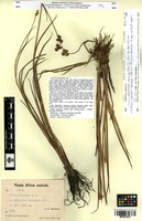Isotype of Juncus suboxycarpus Adamson [family JUNCACEAE]