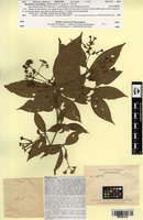 Isotype of Rondeletia ovata Rusby [family RUBIACEAE]
