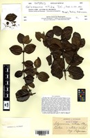 Isotype of Salzmannia nitida DC. [family RUBIACEAE]