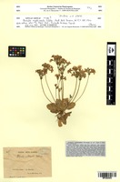 Type? of Primula multicaulis Petitm. [family PRIMULACEAE]