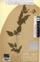 Isosyntype of Jasminum gratissimum Deflers [family OLEACEAE]