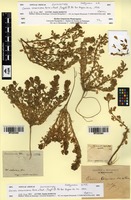 Isosyntype of Ononis cossoniana Boiss. & Reut. [family FABACEAE]