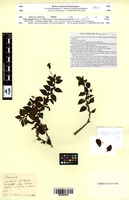 Type? of Viola stipularis Cav. [family VIOLACEAE]
