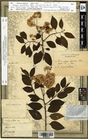 Isotype of Conyza pyrifolia Lam. [family ASTERACEAE]
