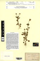 Type of Viola variata Jord. [family VIOLACEAE]