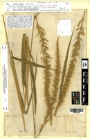 Isotype of Panicum amphibolum Steud. [family POACEAE]