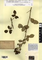 Type of Rubus crispulus Gand. [family ROSACEAE]