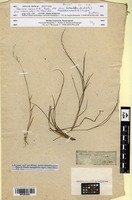 Isotype of Panicum rarum R.Br. [family POACEAE]