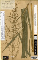 Isosyntype of Setaria effusa E.Fourn. [family POACEAE]
