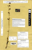 Holotype of Ophrys x ezcaraiensis C.E.Hermos. & Soca [family ORCHIDACEAE]