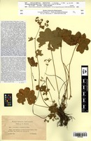 Isosyntype of Alchemilla subcrenata Buser [family ROSACEAE]