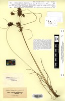 Isotype of Cyperus nilagiricus Steud. [family CYPERACEAE]