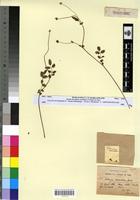 Type? of Sanguisorba minor Scop. var. transiens Maire [family ROSACEAE]