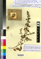 Isosyntype of Oreobliton chenopodioides Coss. & DR. [family CHENOPODIACEAE]