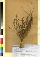 Holotype of Astragalus akkensis Coss. var. pinoyi Maire [family FABACEAE-PAPILIONOIDEAE]