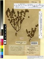 Holotype of Stachys ocymastrum (L.) Briq. var. violascens Faure & Maire [family LAMIACEAE]