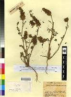 Isosyntype of Ononis pseudocaphalantha Emb. & Maire [family FABACEAE-PAPILIONOIDEAE]