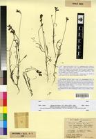 Type of Linaria viscosa Dum var. atlantica Emb. & Maire [family SCROPHULARIACEAE]