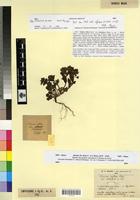 Type of Linaria reflexa Desf. var. ochroleuca Maire [family SCROPHULARIACEAE]