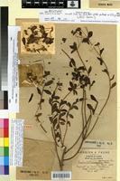 Holotype of Euphorbia squamigera Lois. var. faurei Maire [family EUPHORBIACEAE]