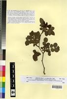 Holotype of Rosa obtusifolia Desv. sensu lato f. fasciculata R. Keller [family ROSACEAE]