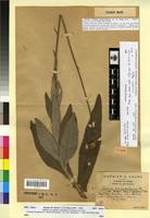 Holotype of Cirsium monspessulanum Hill f. canescens Faure & Maire [family ASTERACEAE]