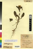 Syntype of Centaurea pullata L. fa. pallidiflora Maire et Sennen [family ASTERACEAE]