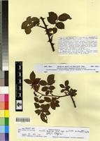 Type of Rosa obtusifolia Desv. f. arenosa R. Keller [family ROSACEAE]
