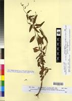Holotype of Epilobium lanceolatum Seb. & Mauri f. albiflorum Maire [family ONAGRACEAE]