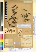 Type of Vicia peregrina L. var. cyrenaica Maire & Weiller [family FABACEAE-PAPILIONOIDEAE]