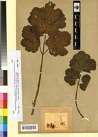 Type? of Heracleum sphondylium L. var. rotundatum Maire [family APIACEAE]