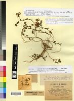 Type of Lotus cytisoides L. f. aurantius Faure & Maire [family FABACEAE-PAPILIONOIDEAE]