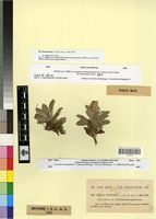Type of Inula montana L. var. lanata Font Quer & Pau [family ASTERACEAE]